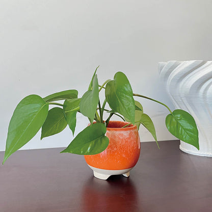 Indoor Cleo Orange Planter, 4"